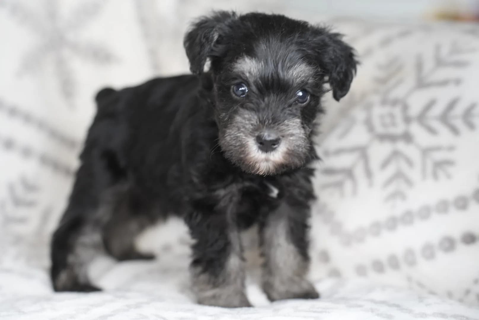 Snowflake Schnauzers miniature schnauzer