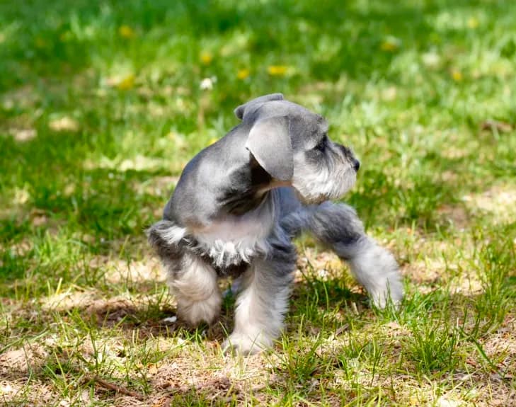 Snowflake Schnauzers miniature schnauzer