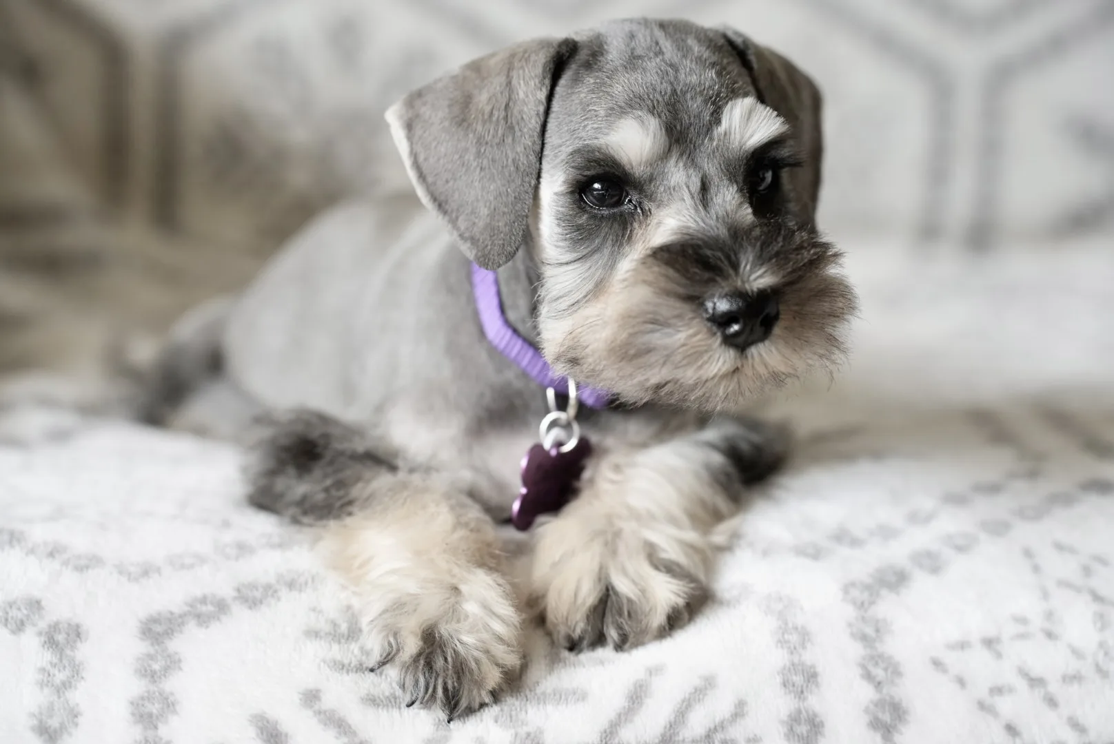 Snowflake Schnauzers miniature schnauzer