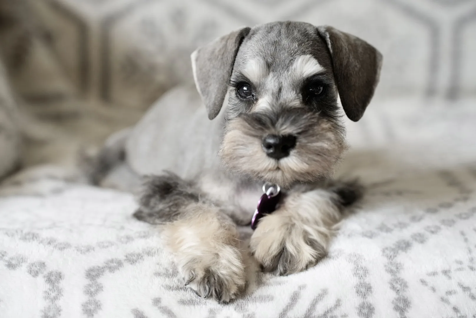 Snowflake Schnauzers miniature schnauzer