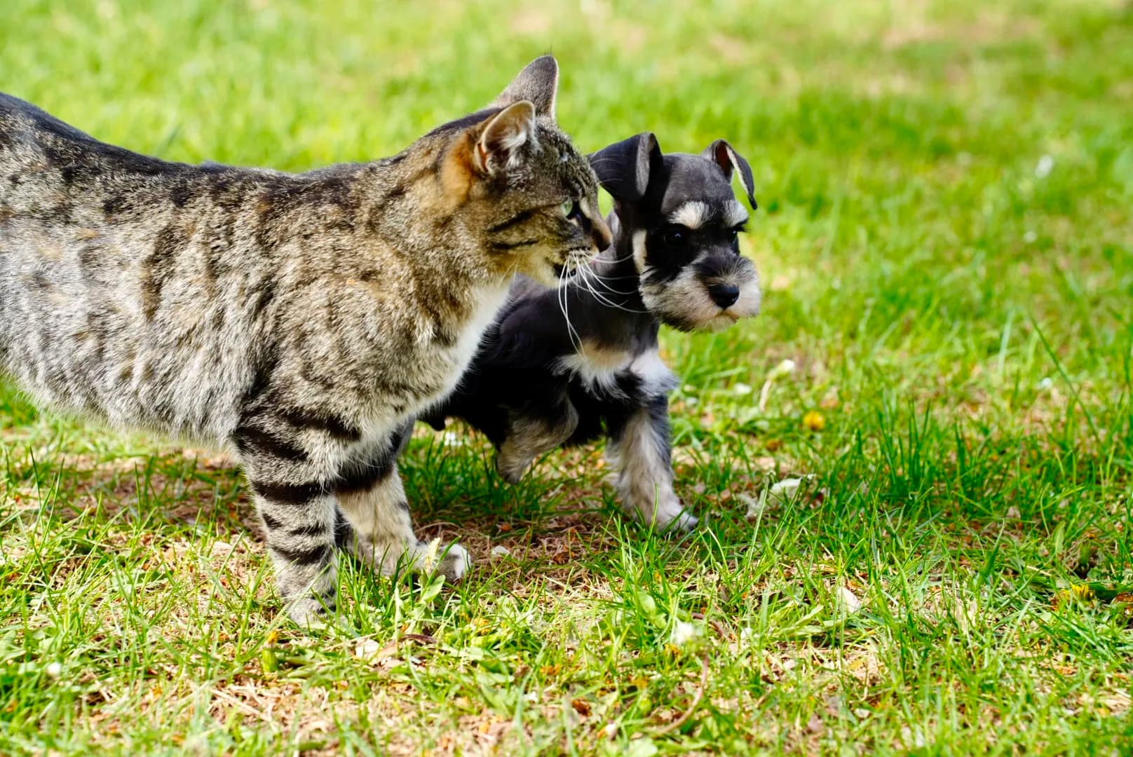 A tabby cat walking through the grass with two miniature schnauzer puppies