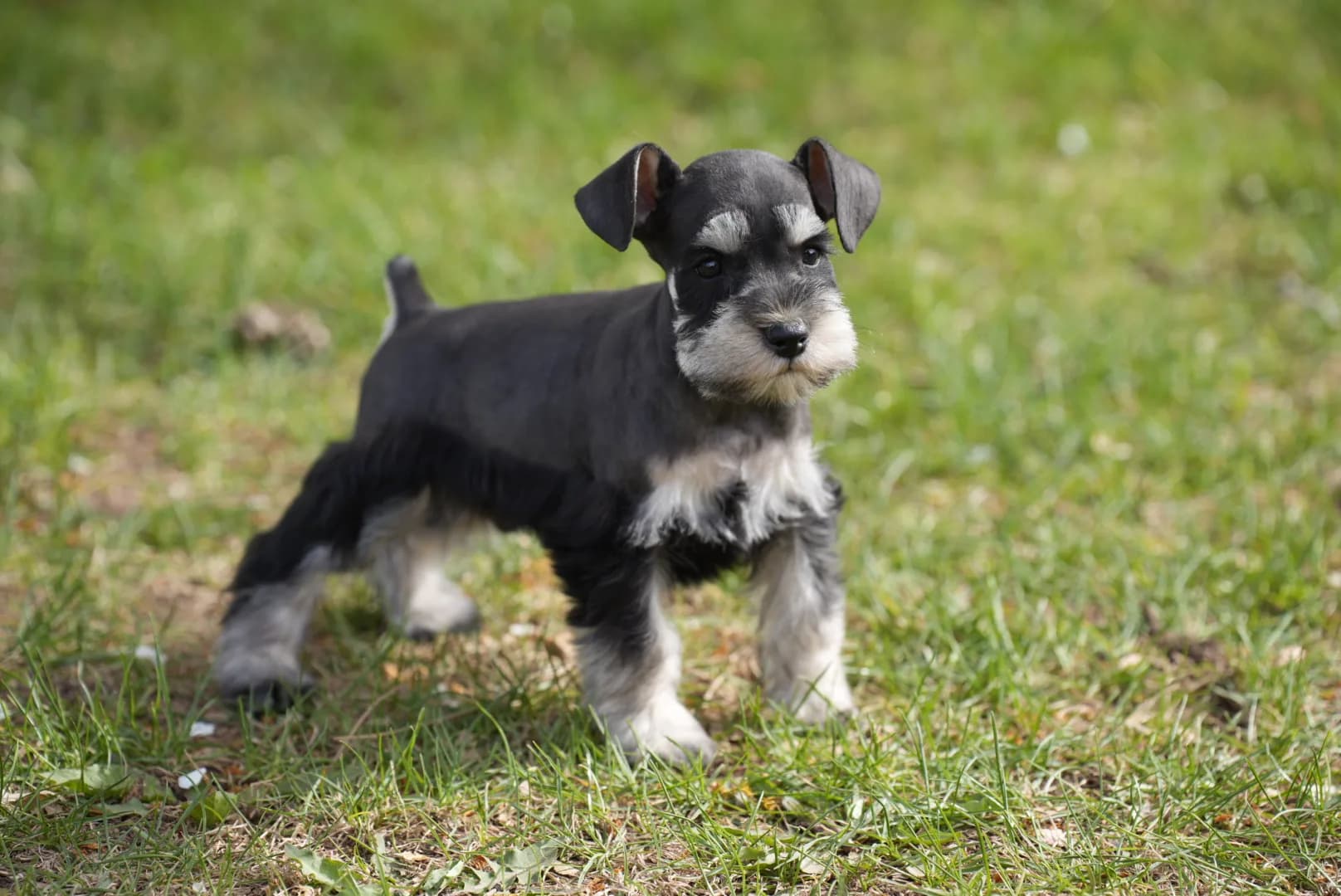Snowflake Schnauzers miniature schnauzer