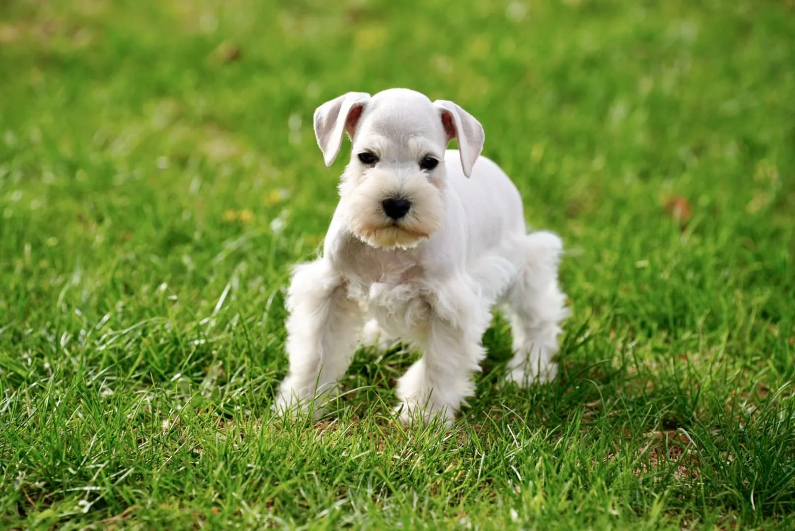 Snowflake Schnauzers miniature schnauzer