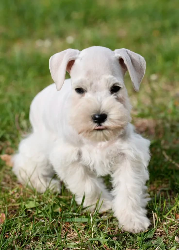 Snowflake Schnauzers miniature schnauzer