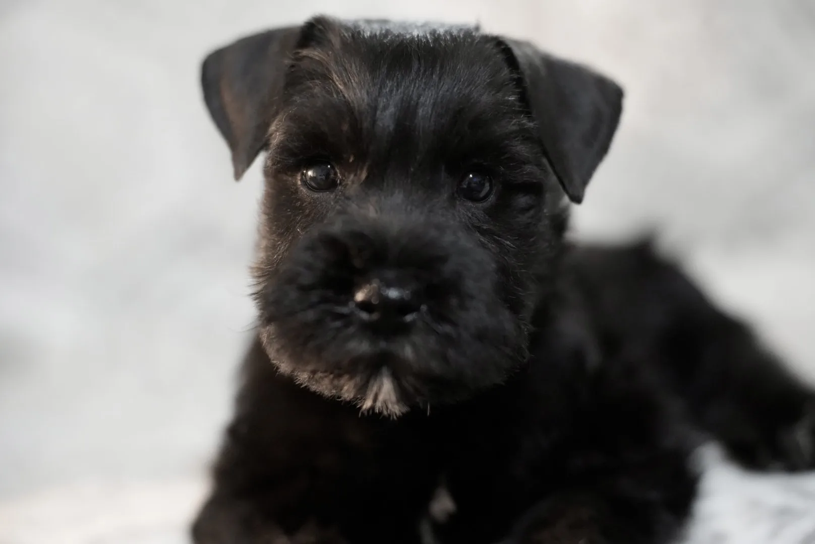 Snowflake Schnauzers miniature schnauzer