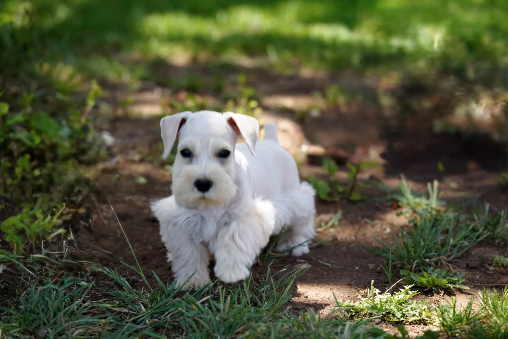 Snowflake Schnauzers miniature schnauzer