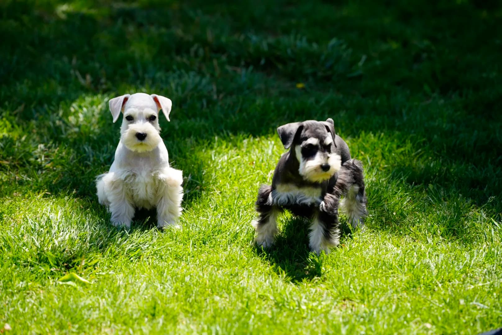Snowflake Schnauzers miniature schnauzer