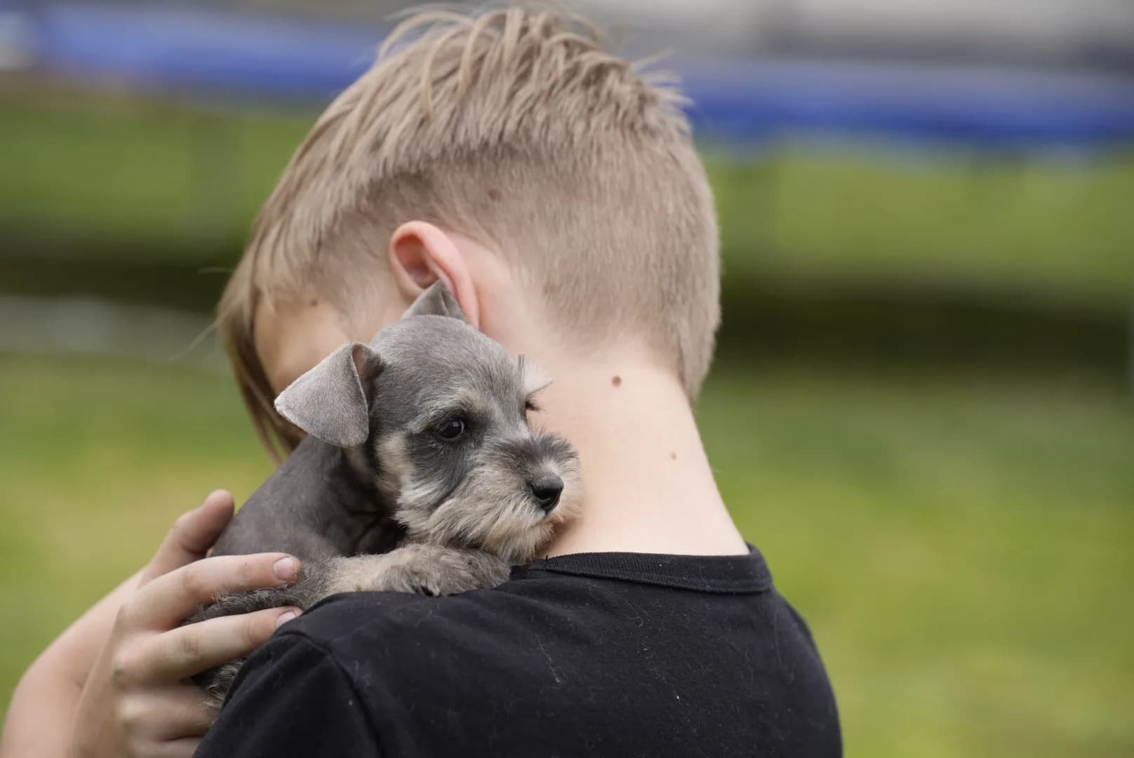 A boy carrying a miniature schnauzer puppy on his shoulder