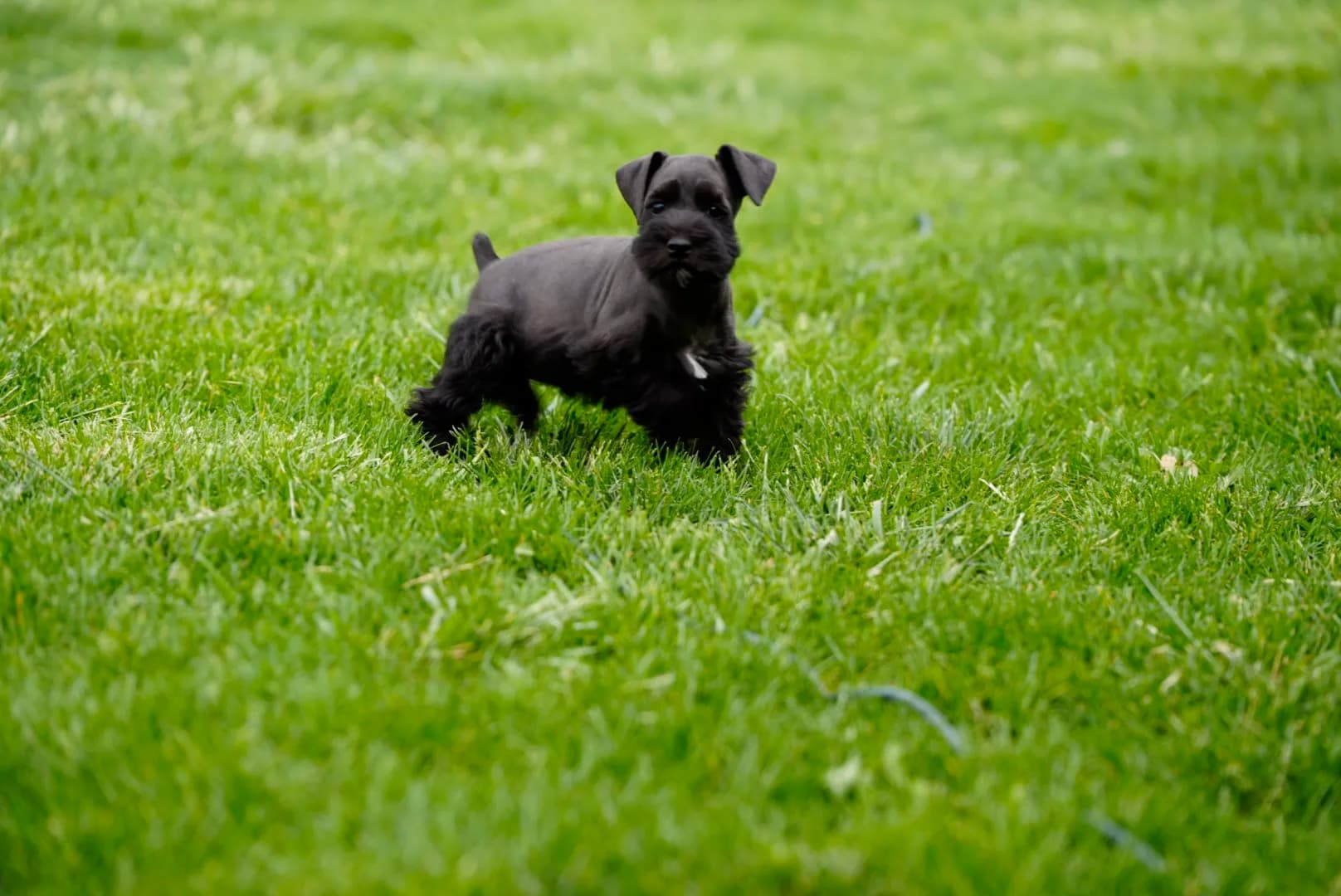 Snowflake Schnauzers miniature schnauzer