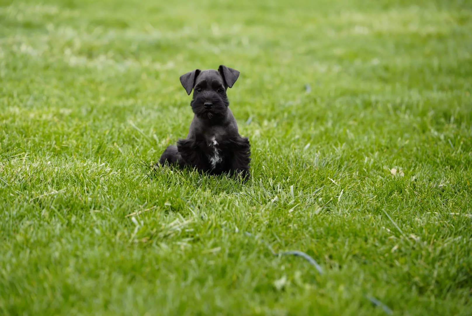 Snowflake Schnauzers miniature schnauzer