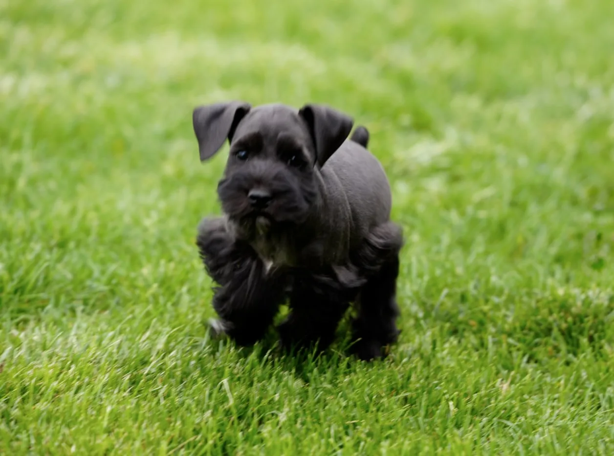 Snowflake Schnauzers miniature schnauzer