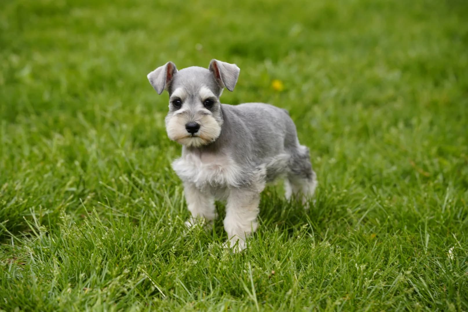 Snowflake Schnauzers miniature schnauzer