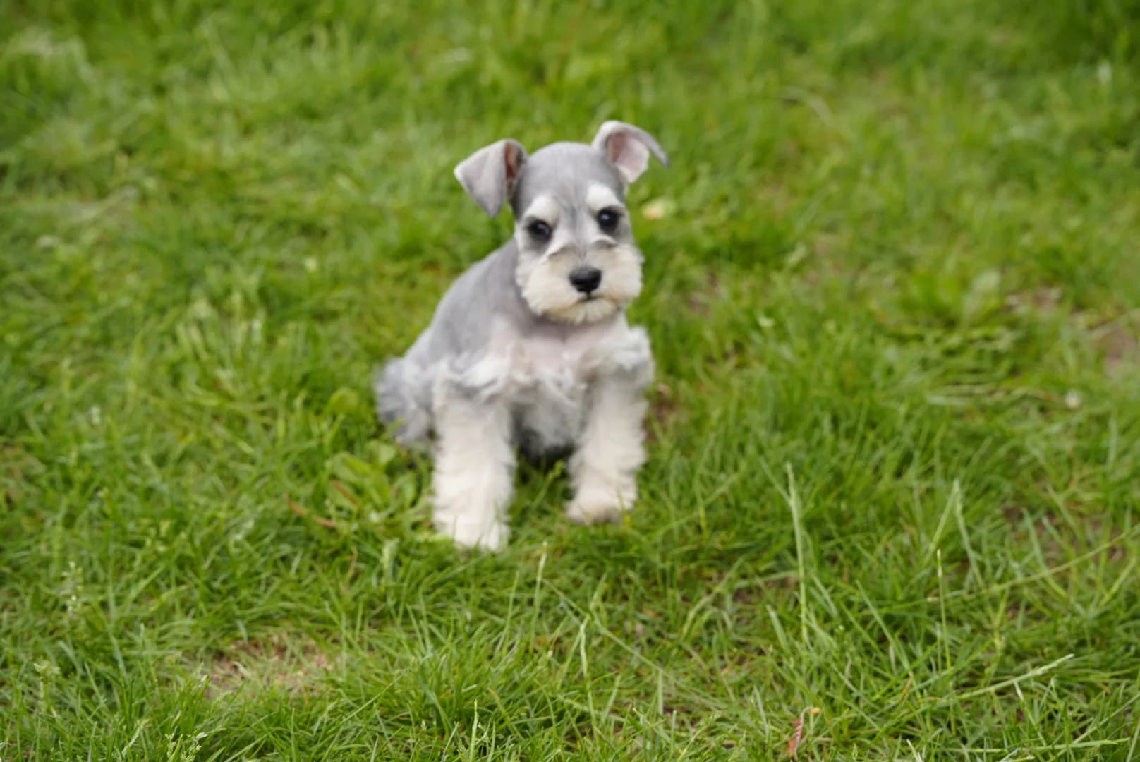 Snowflake Schnauzers miniature schnauzer