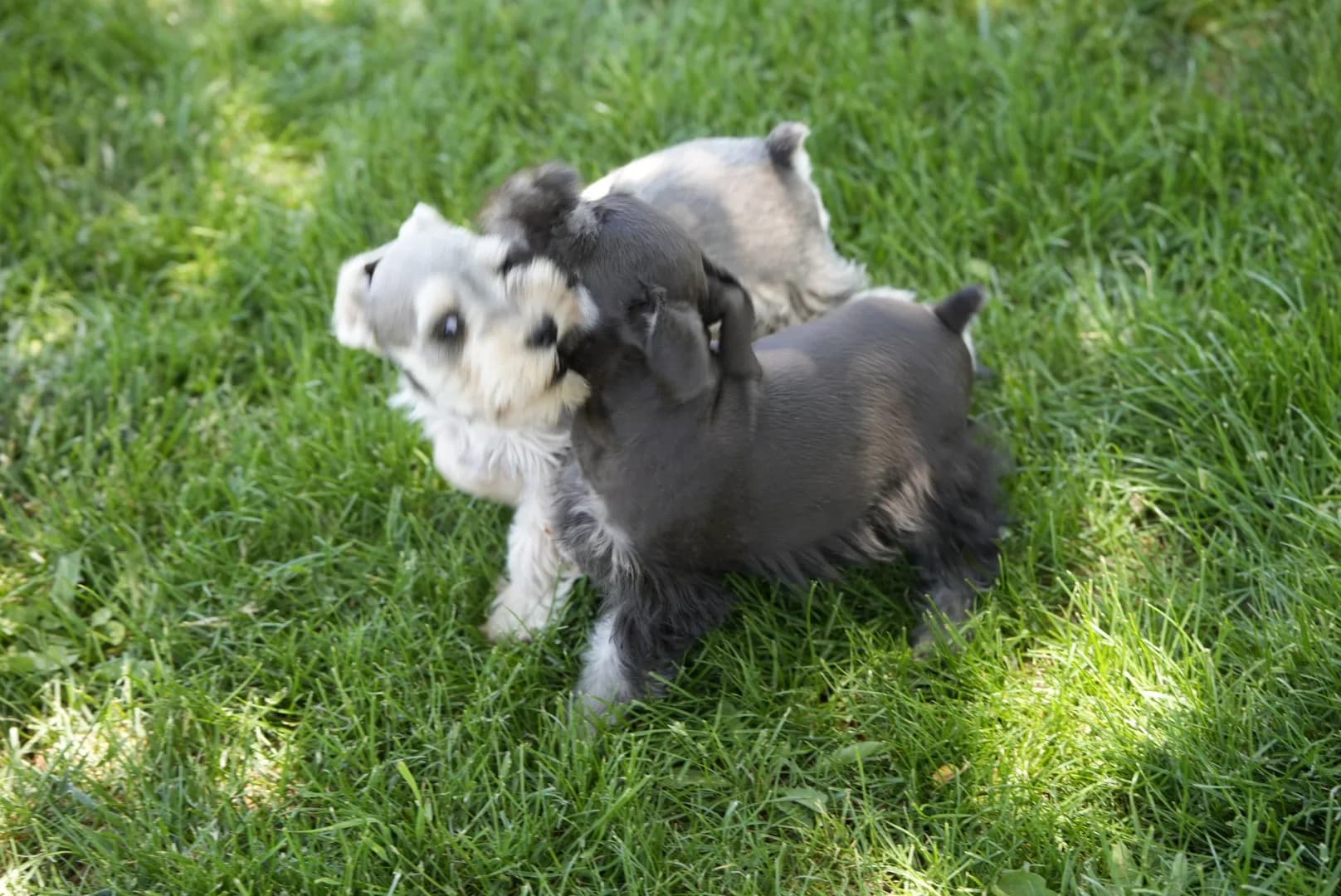 Snowflake Schnauzers miniature schnauzer