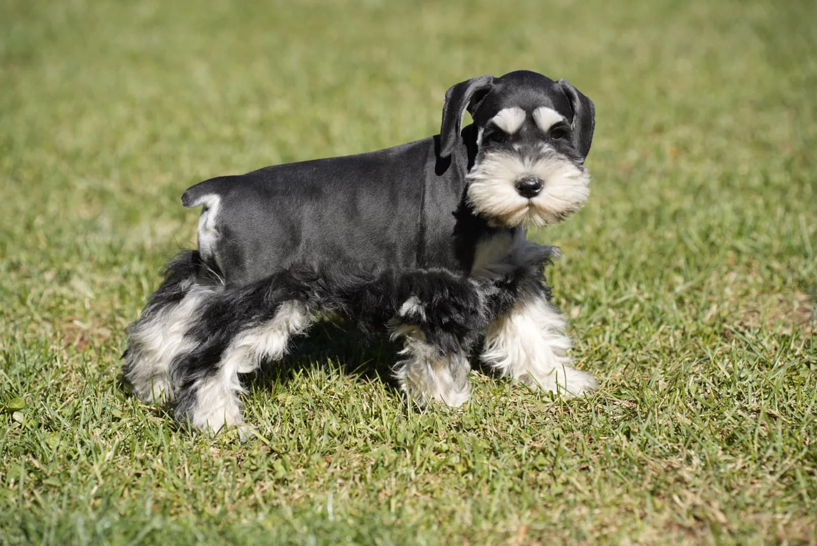 Snowflake Schnauzers miniature schnauzer