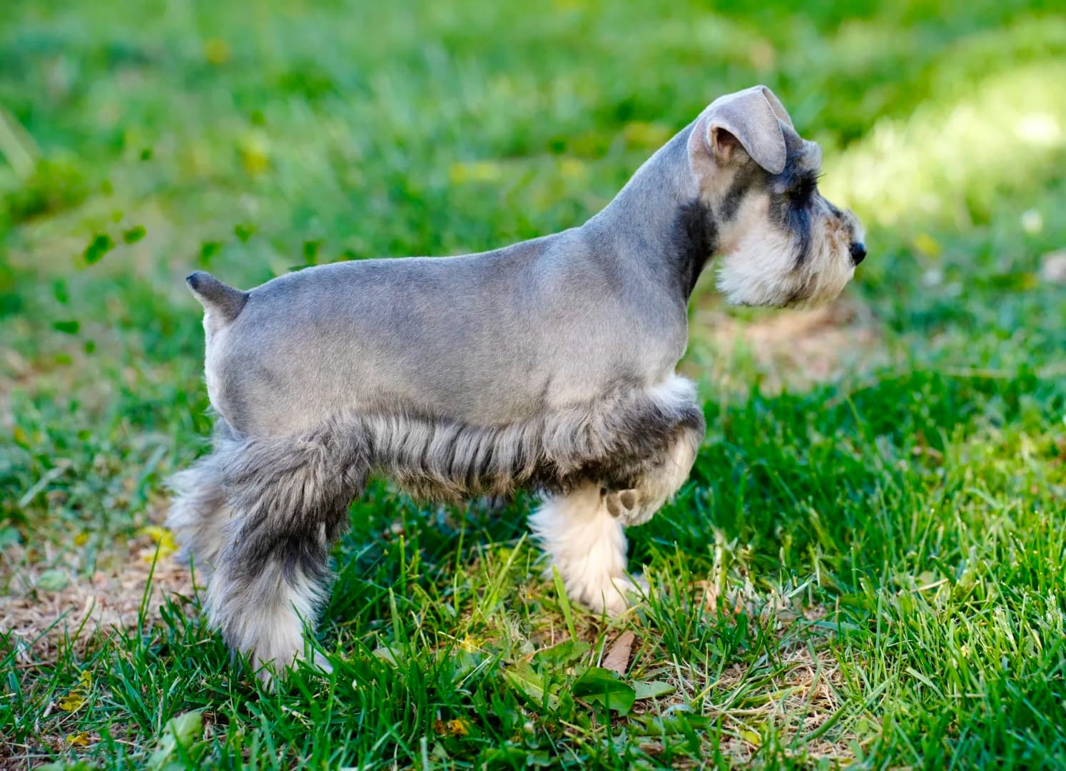 Snowflake Schnauzers miniature schnauzer