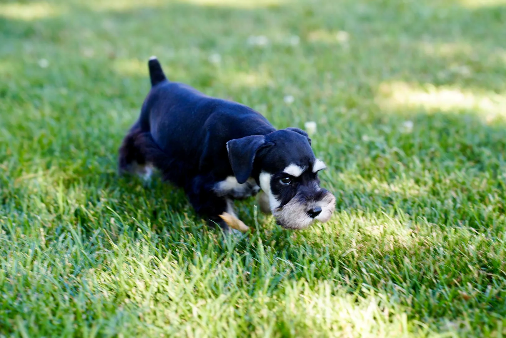 Two miniature schnauzer puppies wrestling in the grass