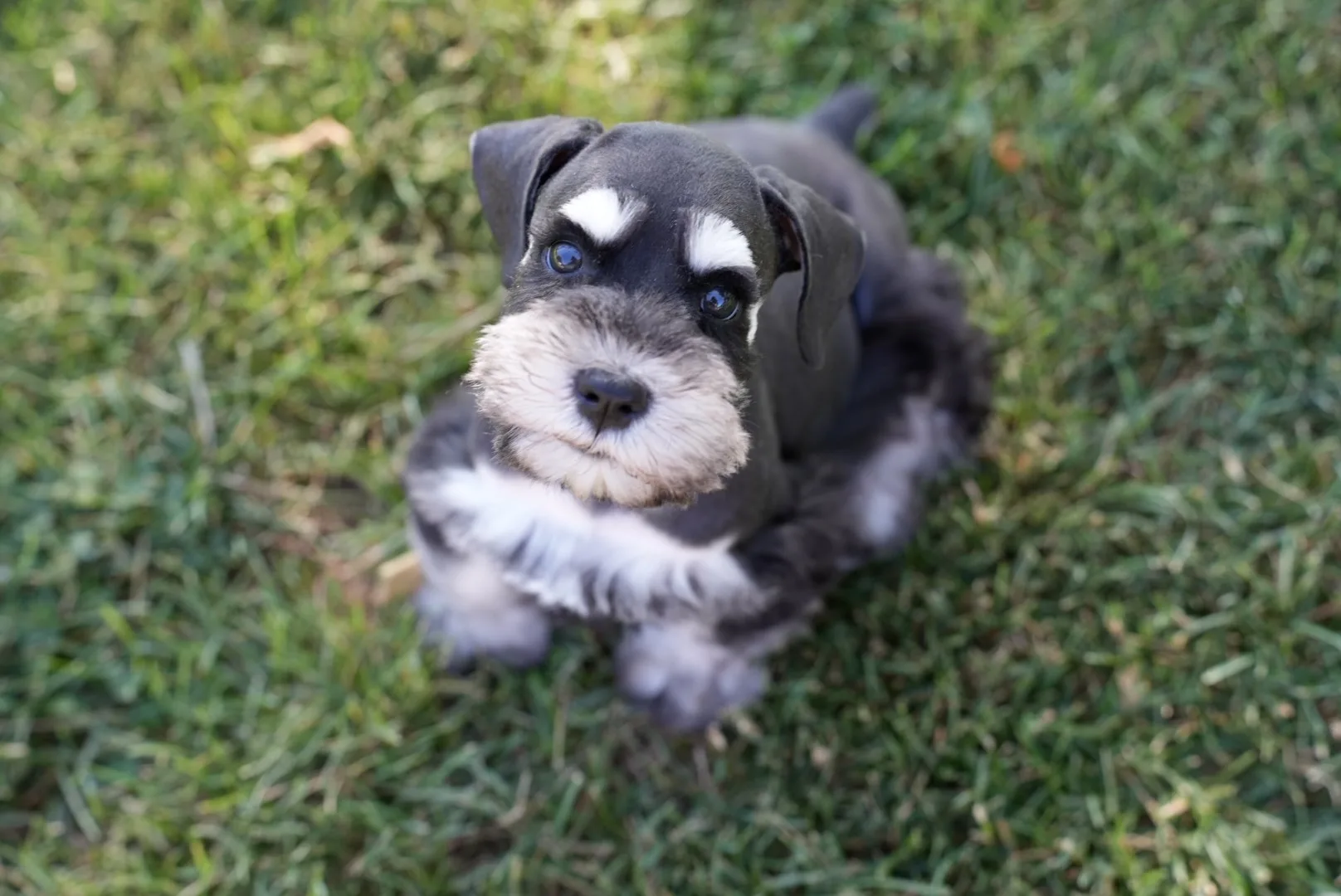 Snowflake Schnauzers miniature schnauzer