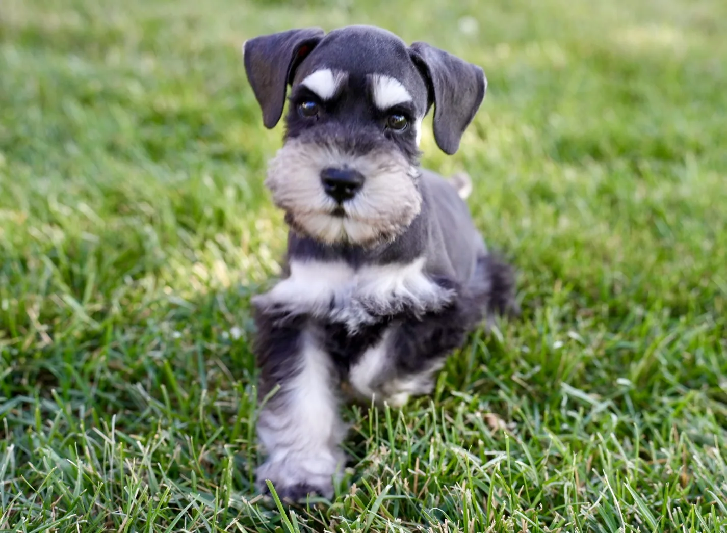 Snowflake Schnauzers miniature schnauzer