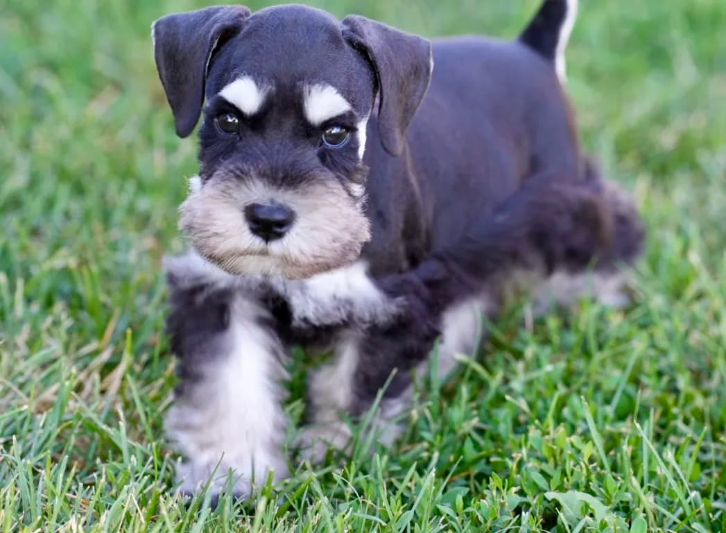 Snowflake Schnauzers miniature schnauzer