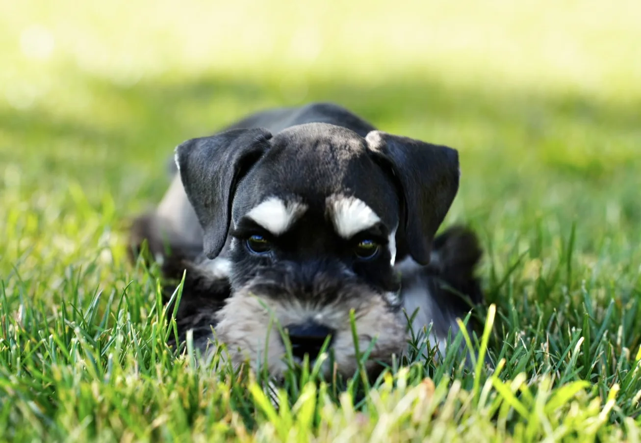 Snowflake Schnauzers miniature schnauzer