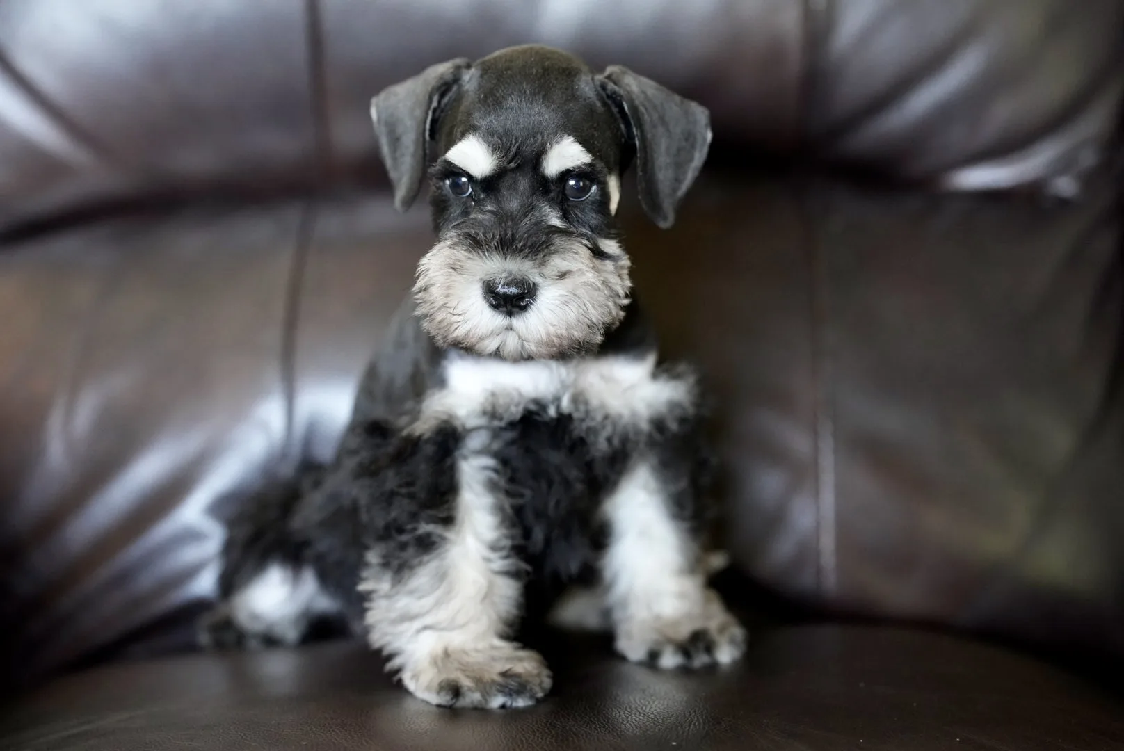 A miniature schnauzer puppy sitting up on a leather couch