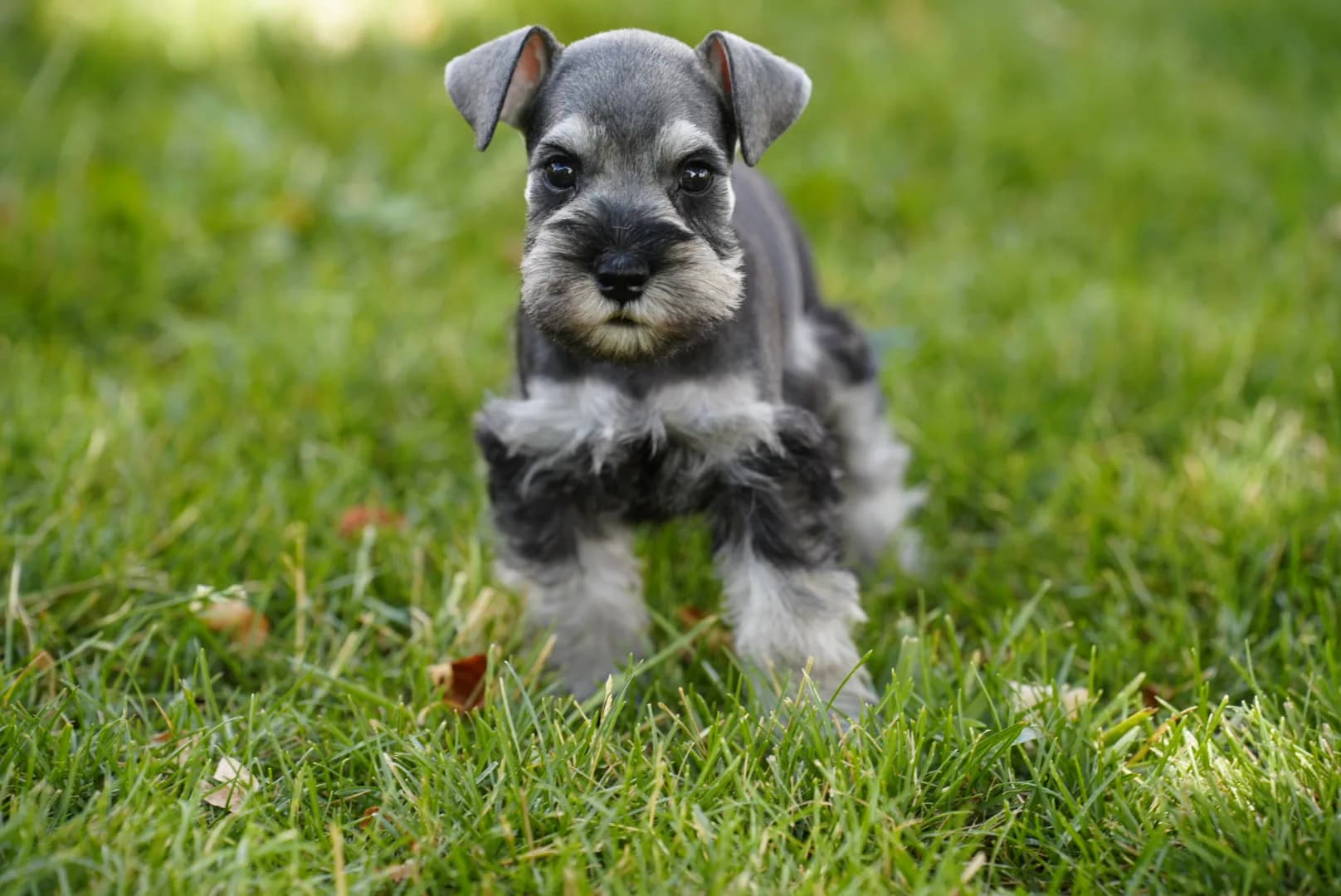Snowflake Schnauzers miniature schnauzer
