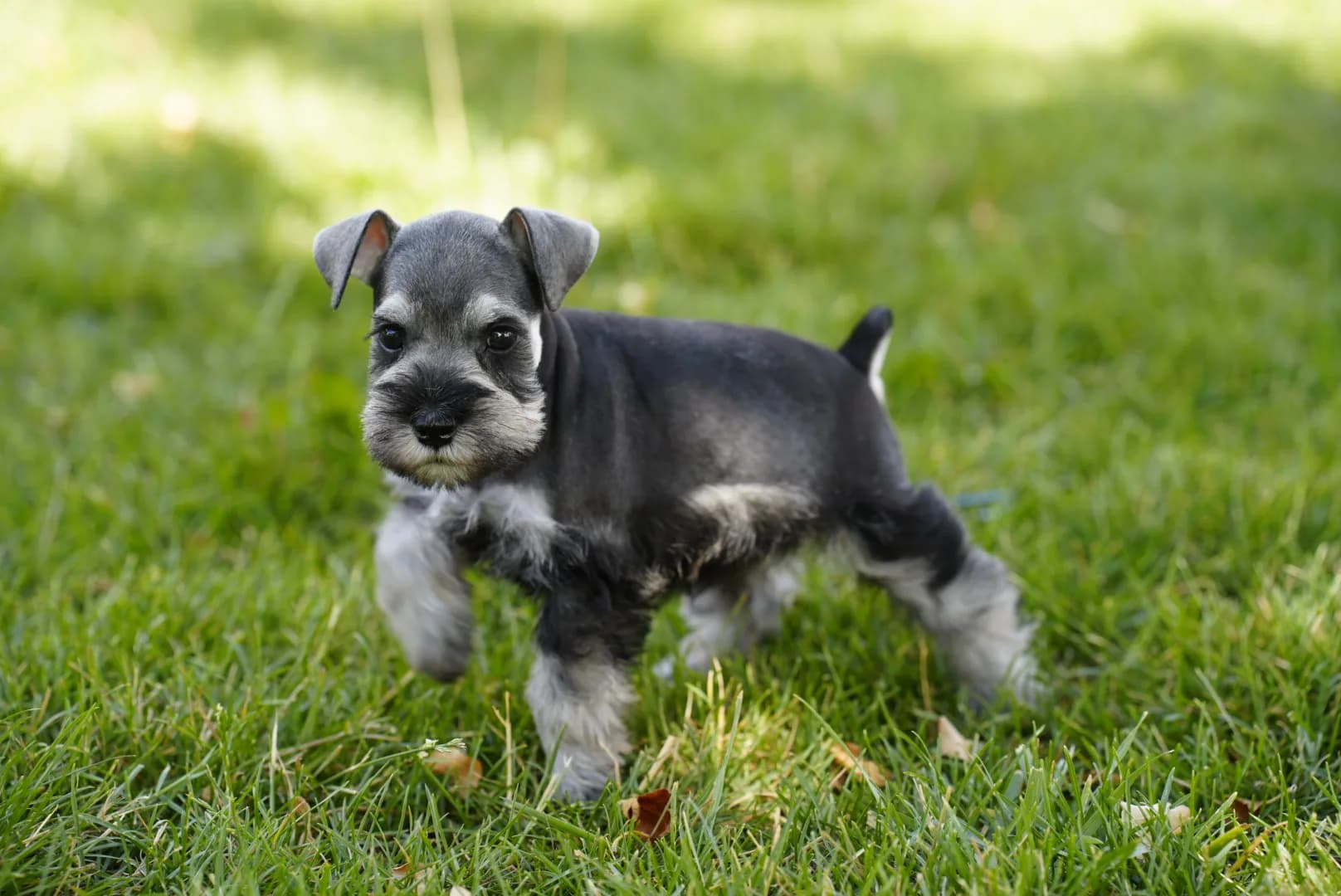 Snowflake Schnauzers miniature schnauzer
