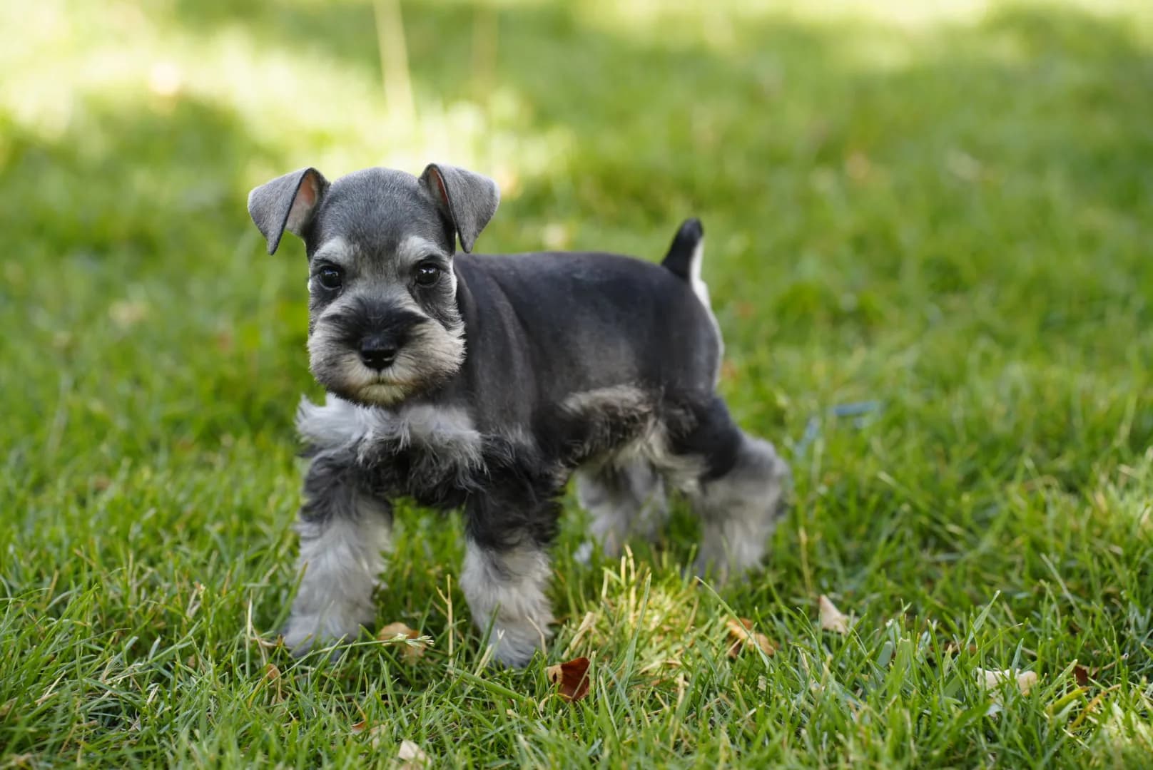 Snowflake Schnauzers miniature schnauzer
