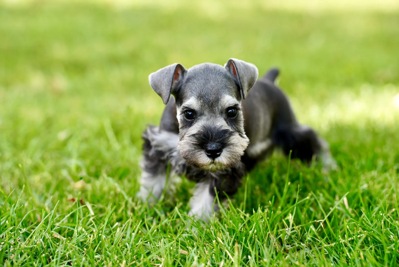 Snowflake Schnauzers miniature schnauzer