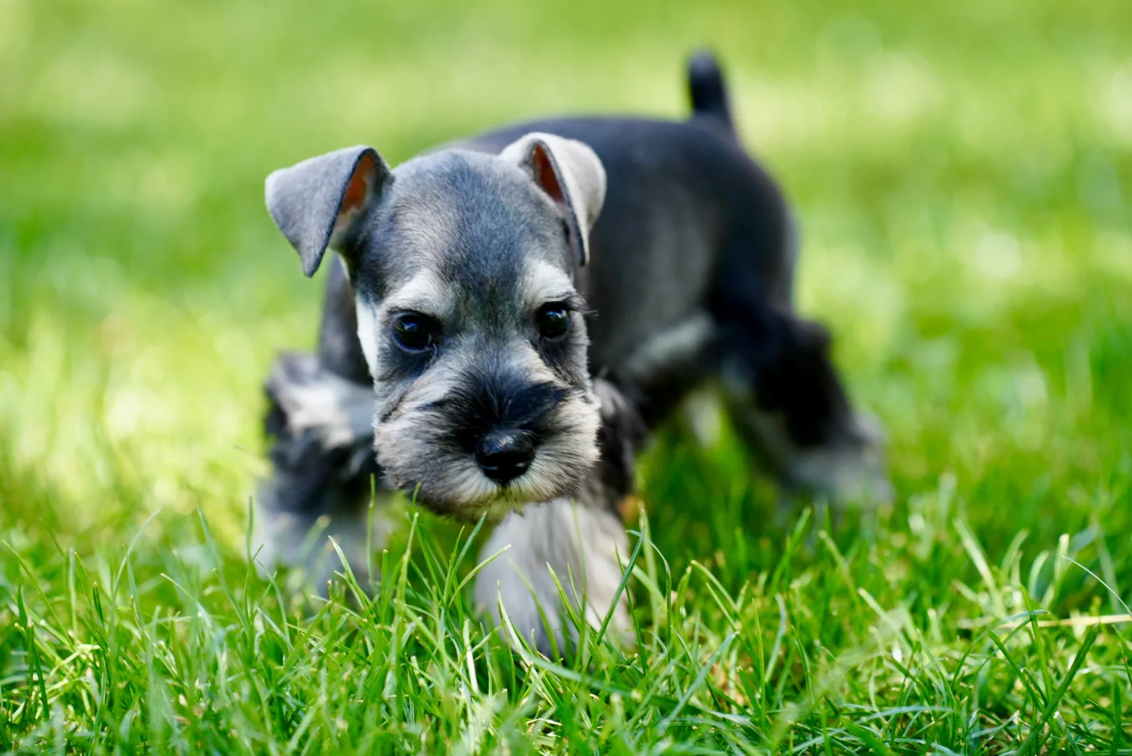 Snowflake Schnauzers miniature schnauzer