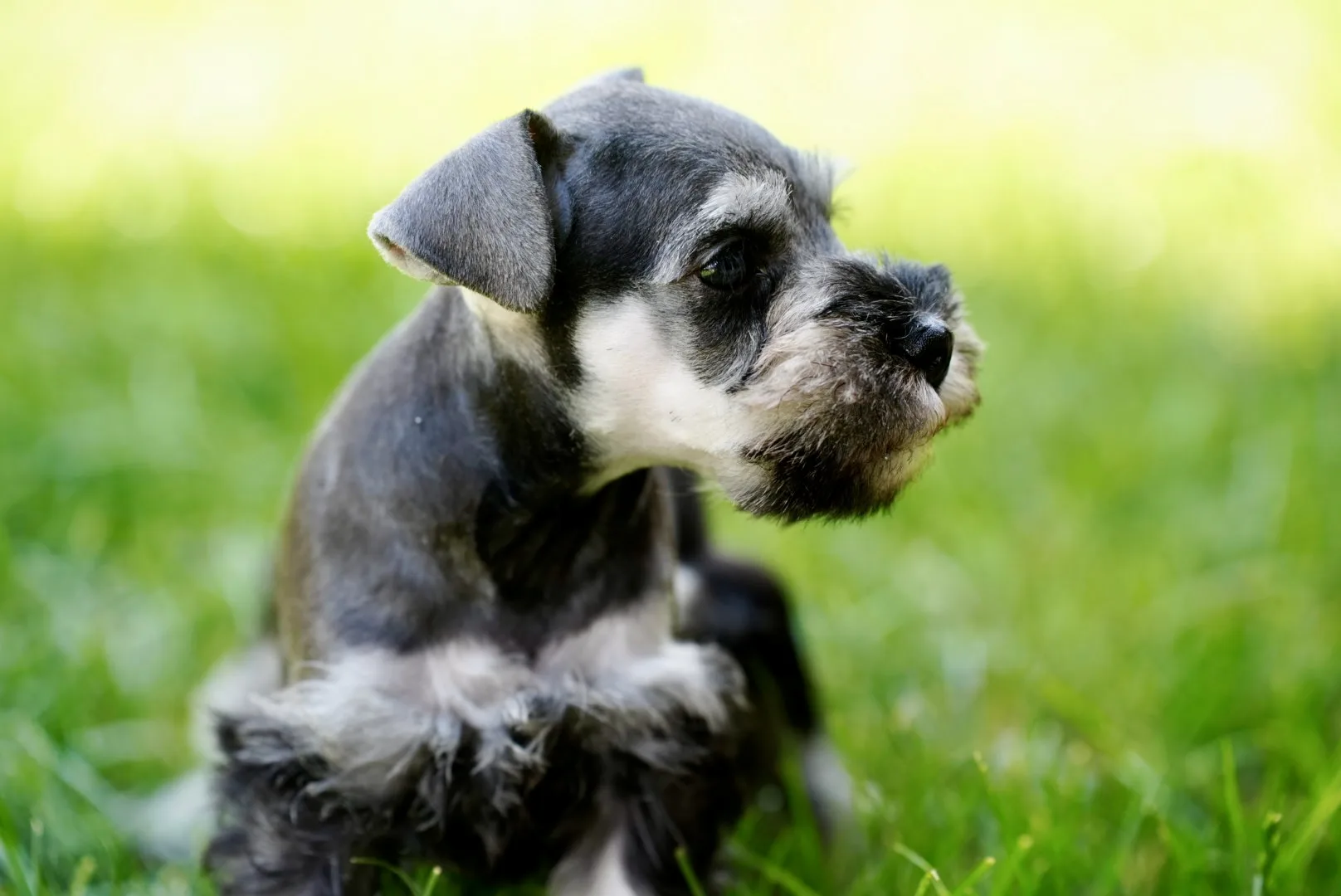 Snowflake Schnauzers miniature schnauzer