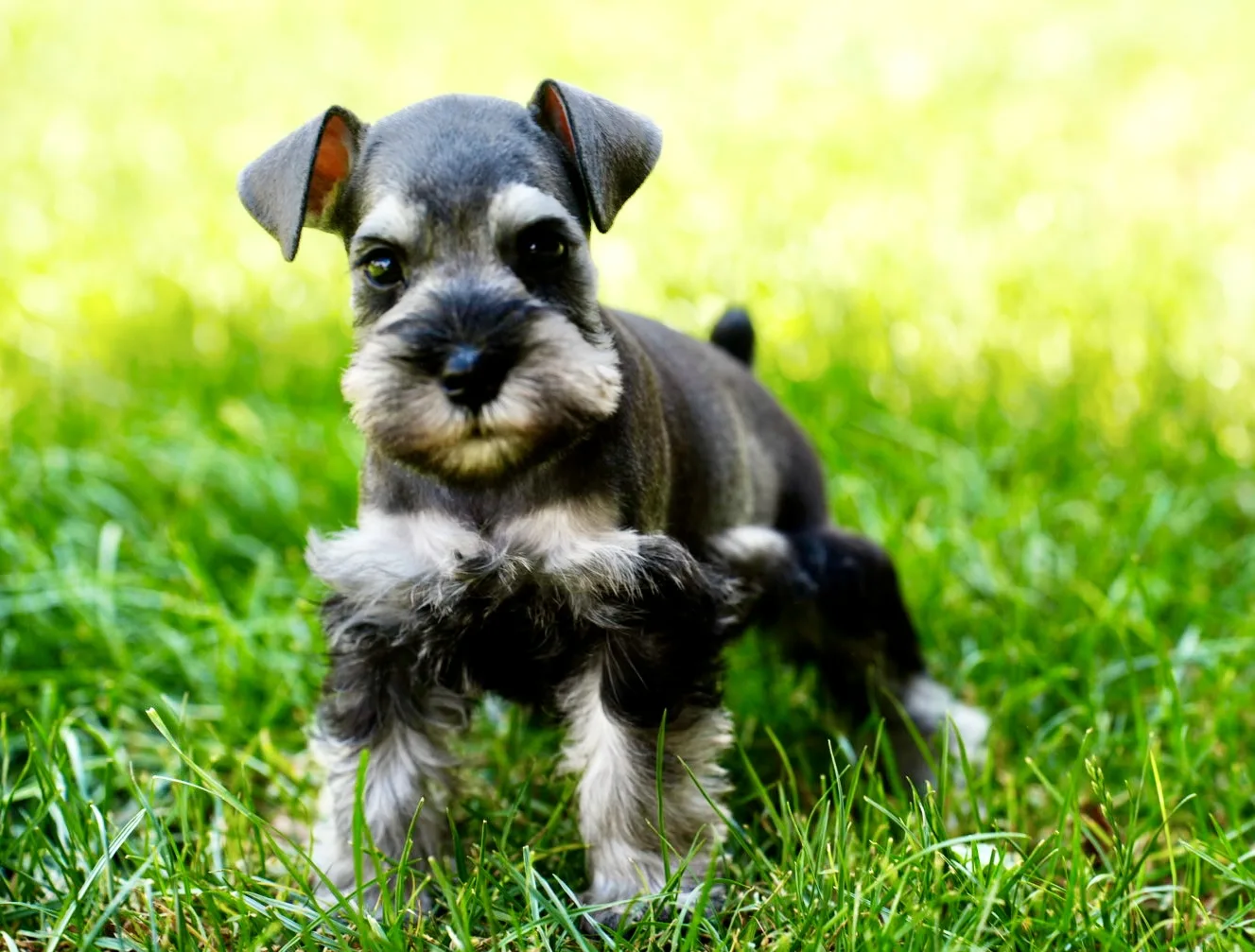 Snowflake Schnauzers miniature schnauzer