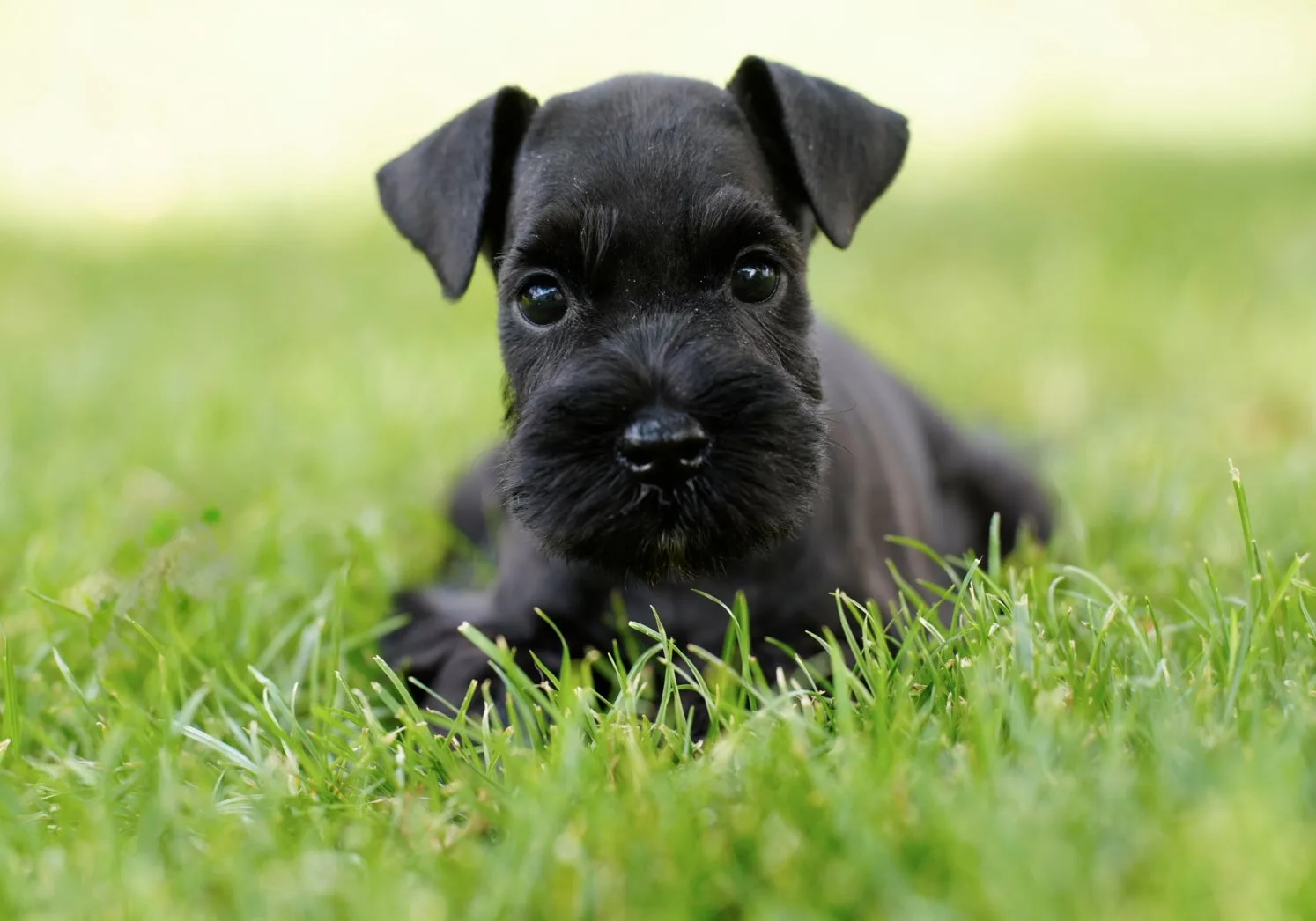 Snowflake Schnauzers miniature schnauzer