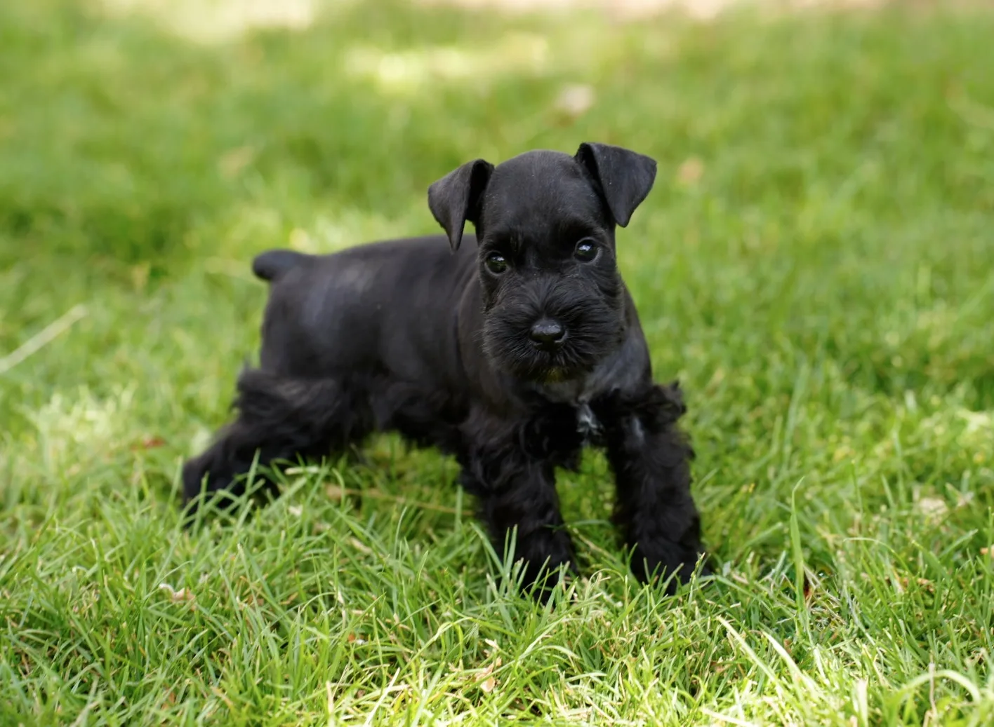 Snowflake Schnauzers miniature schnauzer