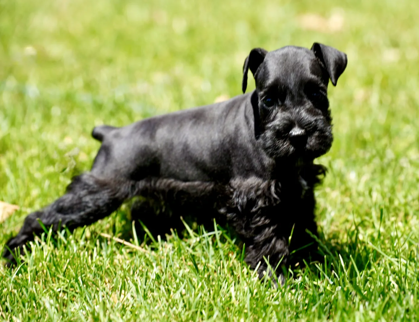 Snowflake Schnauzers miniature schnauzer