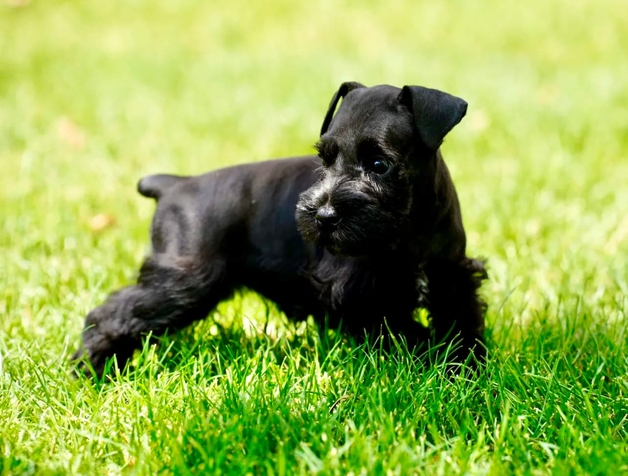 Snowflake Schnauzers miniature schnauzer