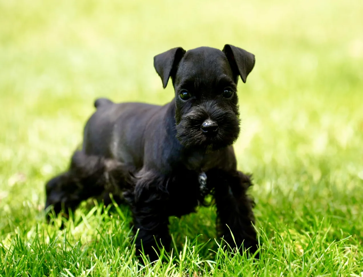 Snowflake Schnauzers miniature schnauzer
