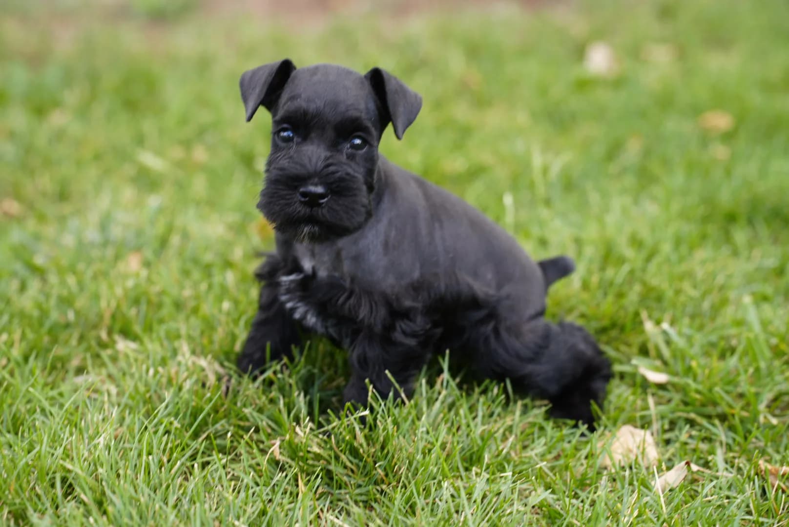 Snowflake Schnauzers miniature schnauzer