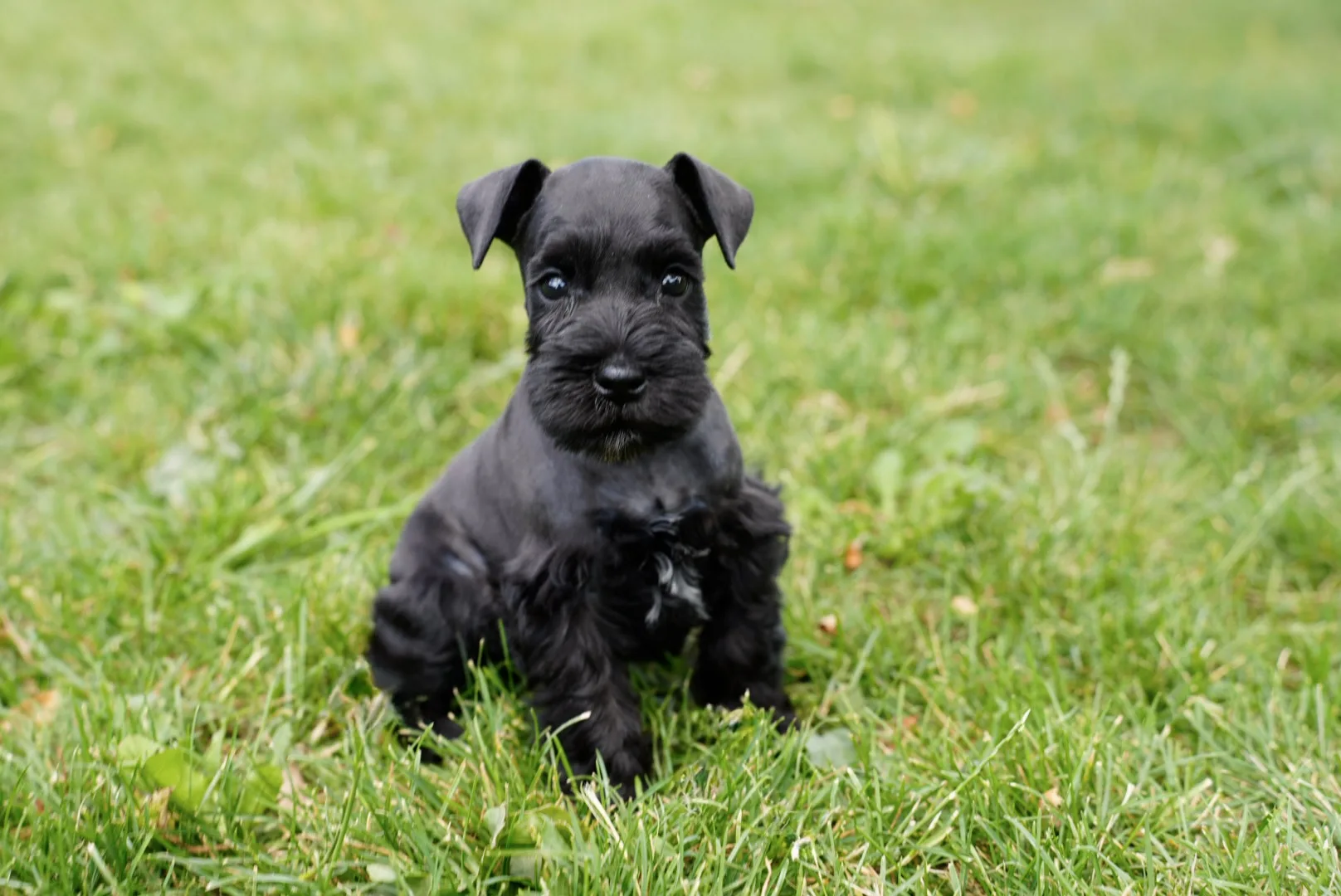Snowflake Schnauzers miniature schnauzer