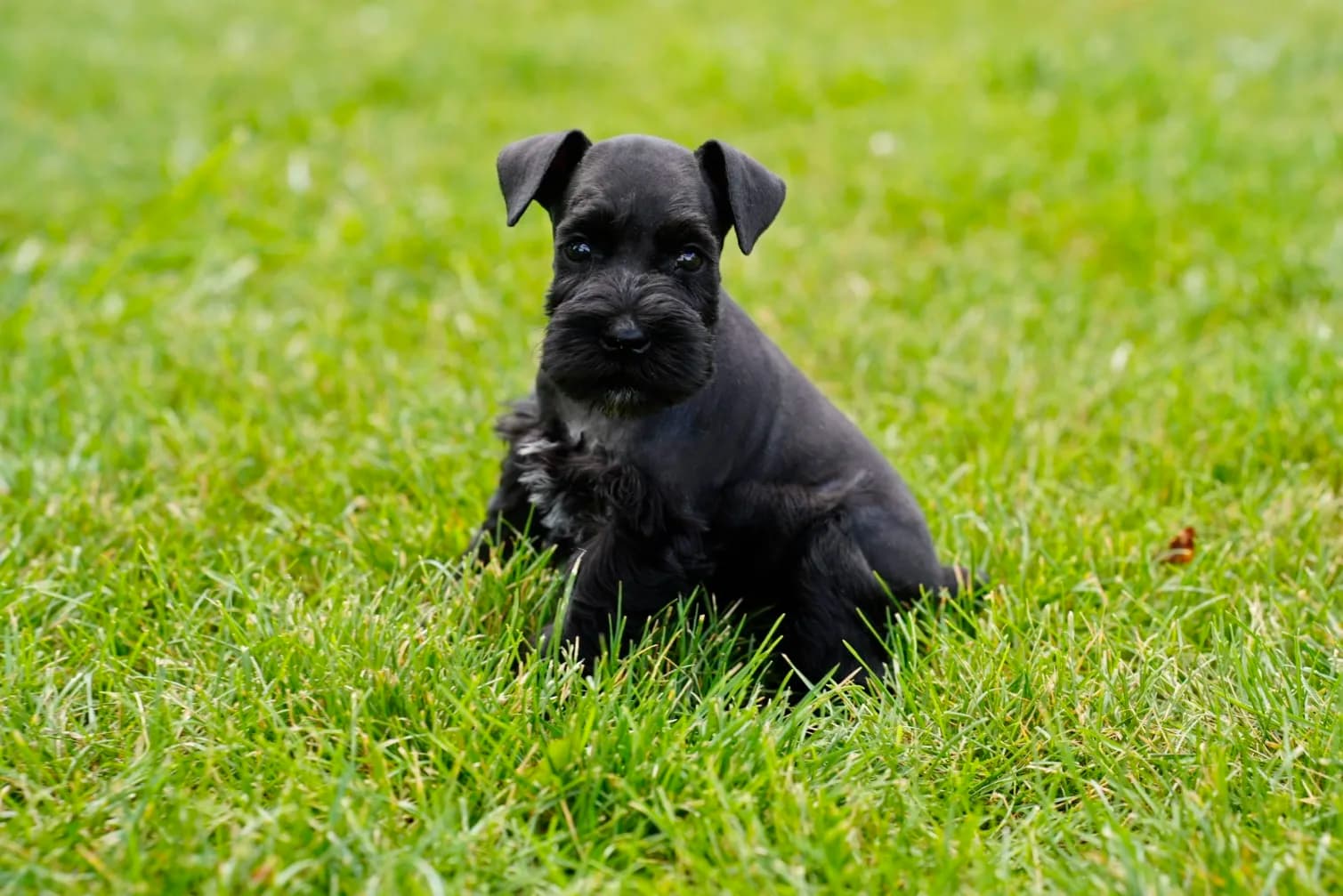 Snowflake Schnauzers miniature schnauzer
