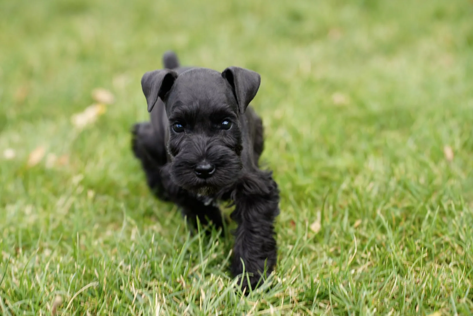 Snowflake Schnauzers miniature schnauzer