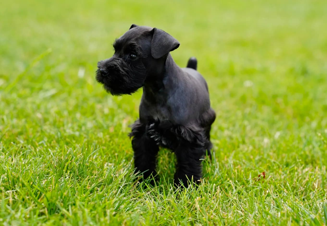 Snowflake Schnauzers miniature schnauzer
