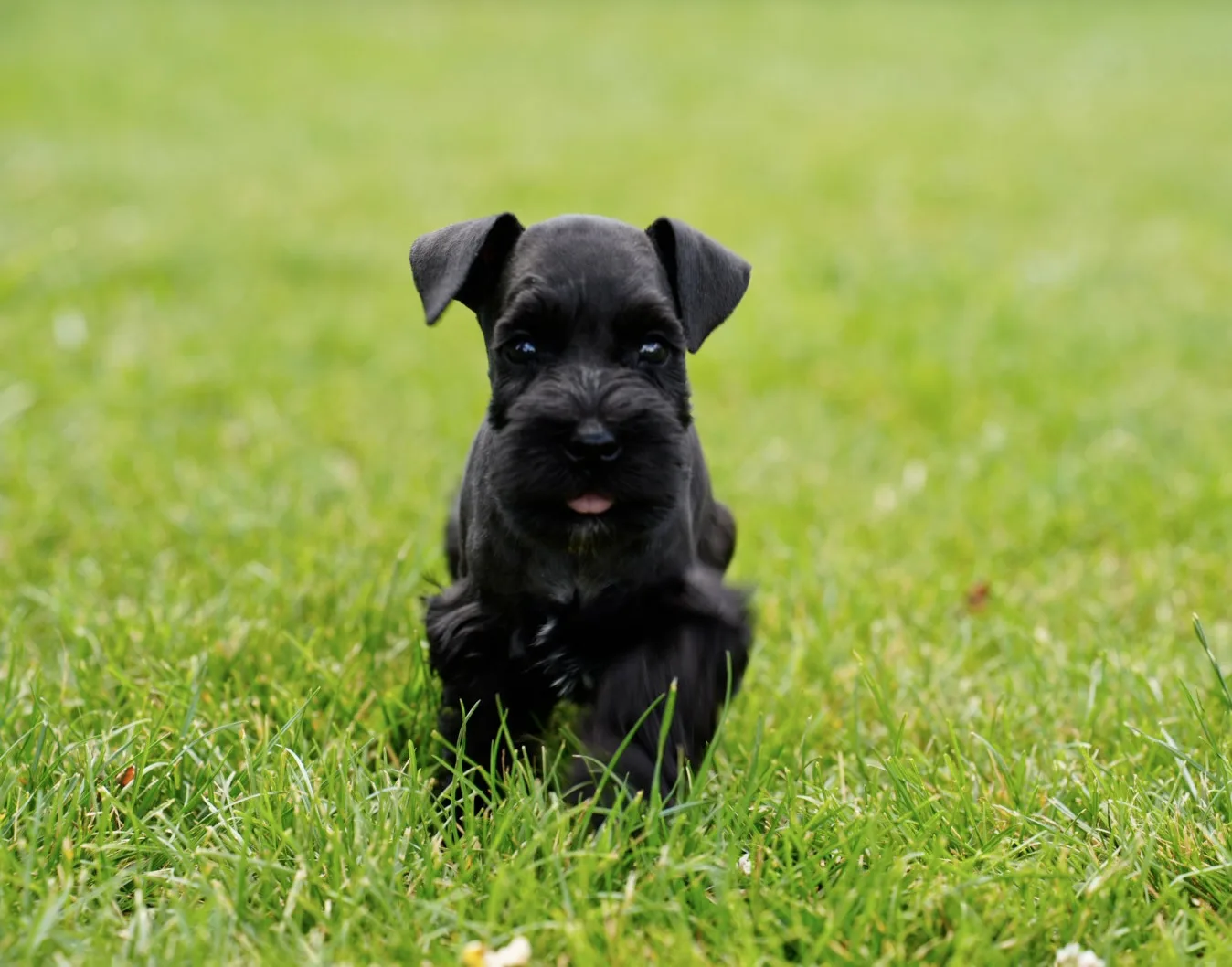 Snowflake Schnauzers miniature schnauzer