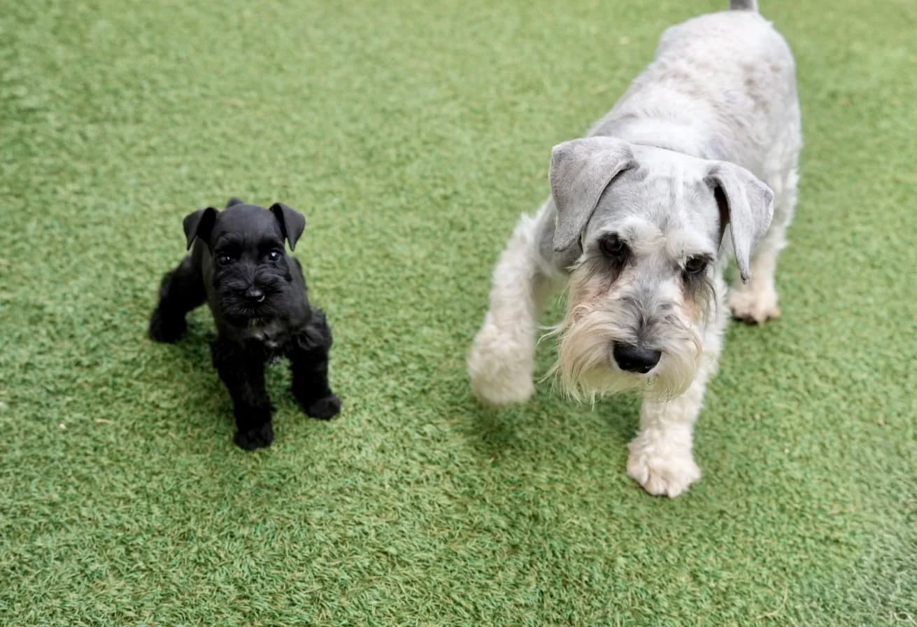 Snowflake Schnauzers miniature schnauzer