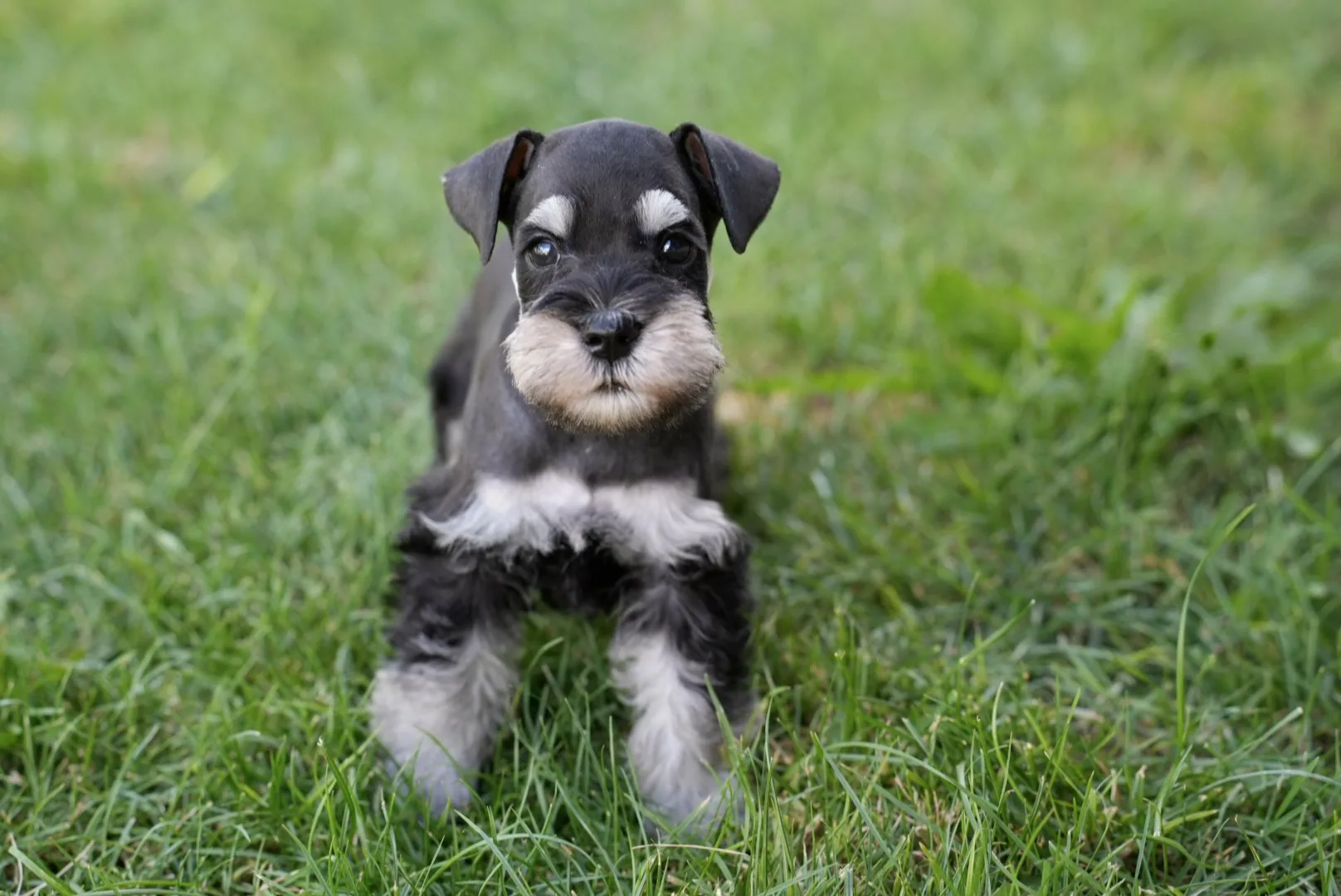 Snowflake Schnauzers miniature schnauzer
