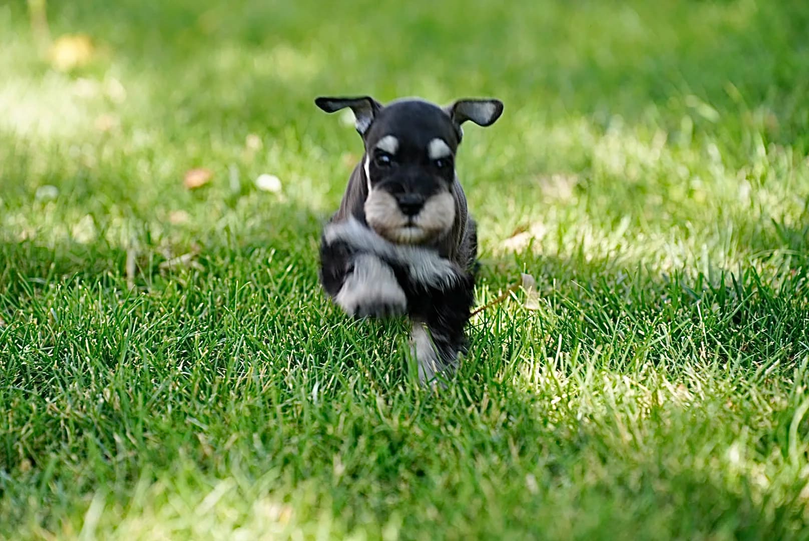 Snowflake Schnauzers miniature schnauzer