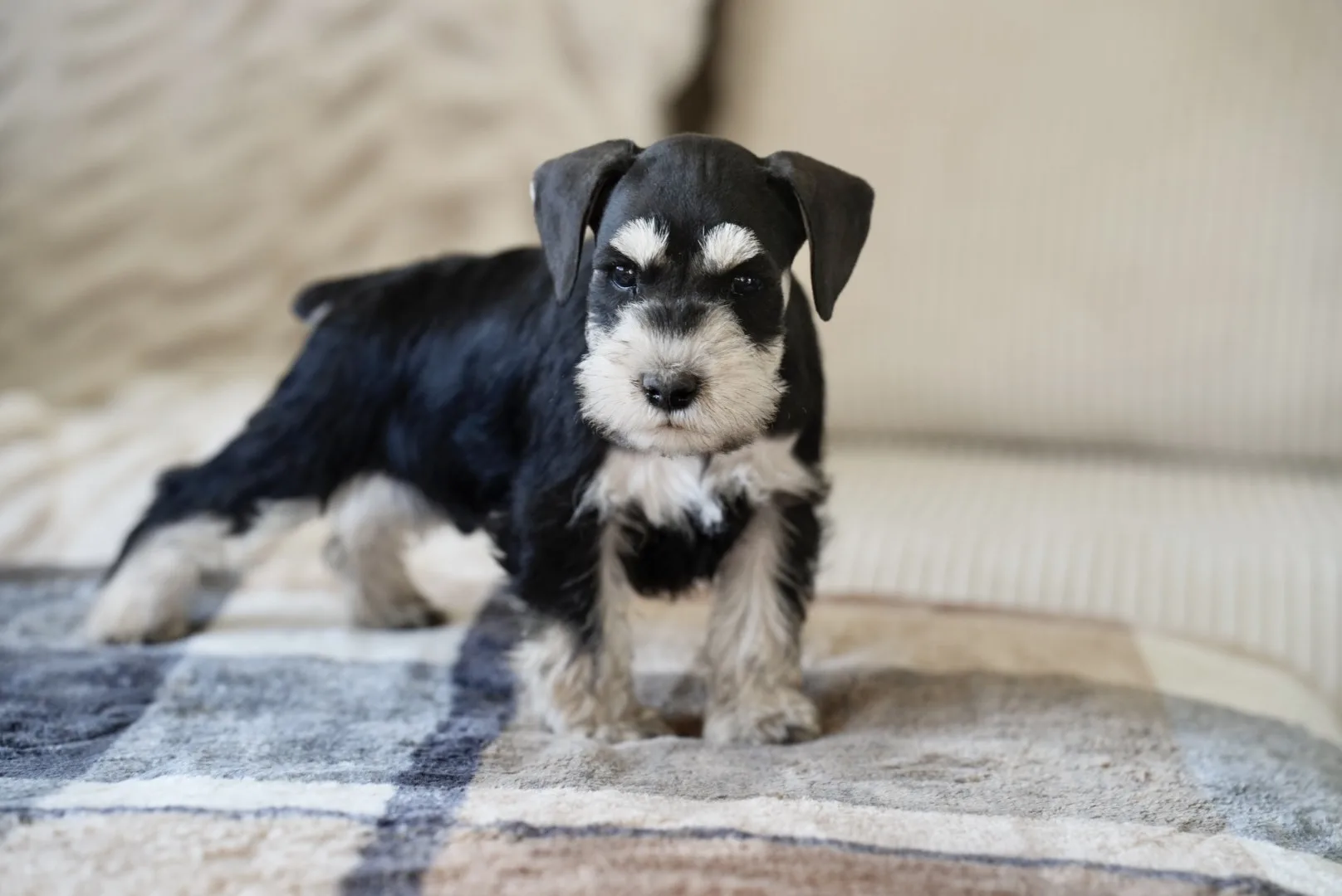 Snowflake Schnauzers miniature schnauzer