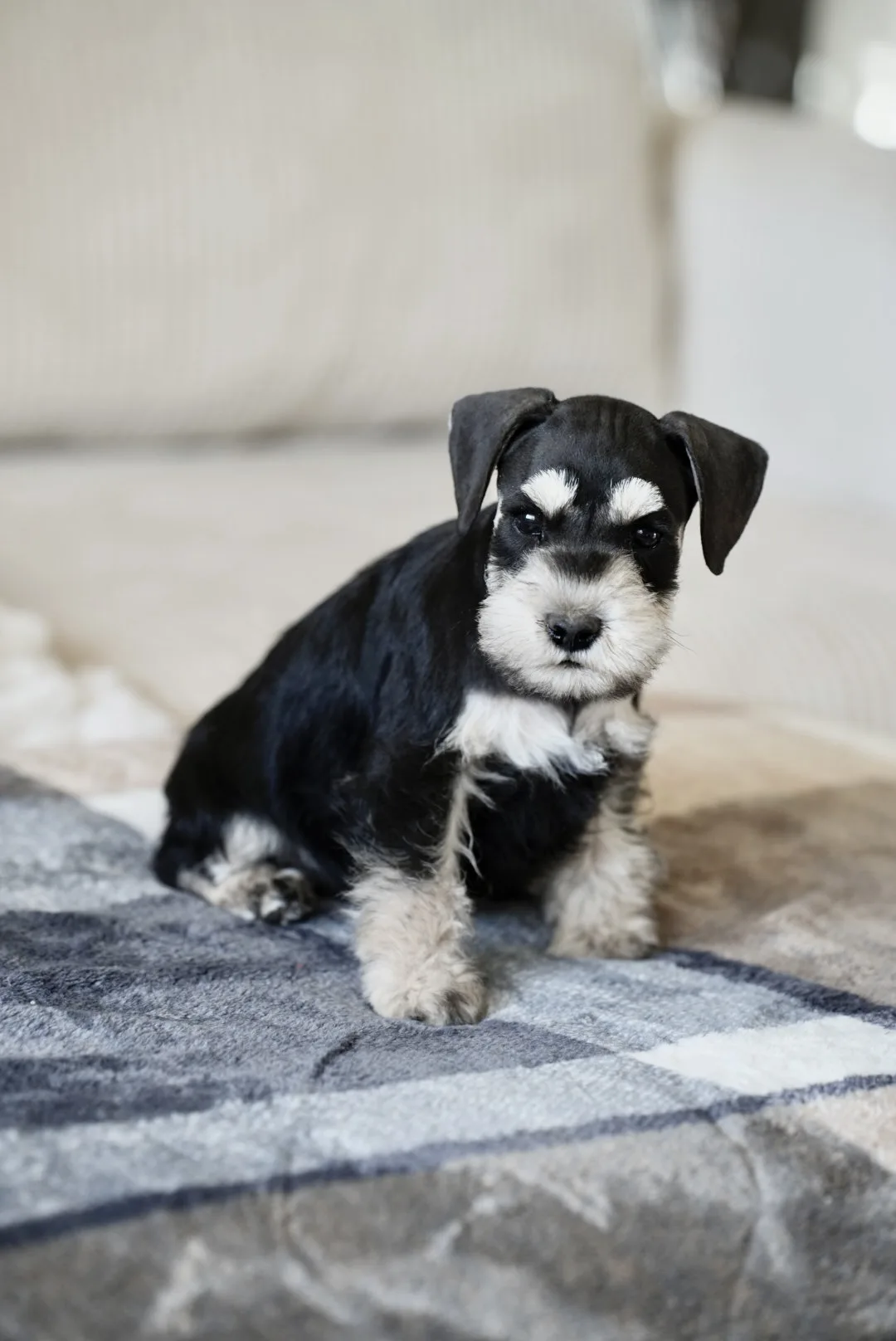 Snowflake Schnauzers miniature schnauzer