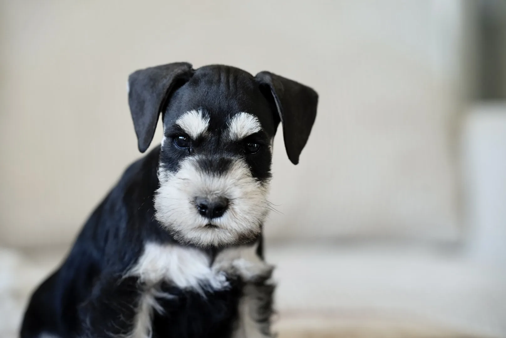 Snowflake Schnauzers miniature schnauzer
